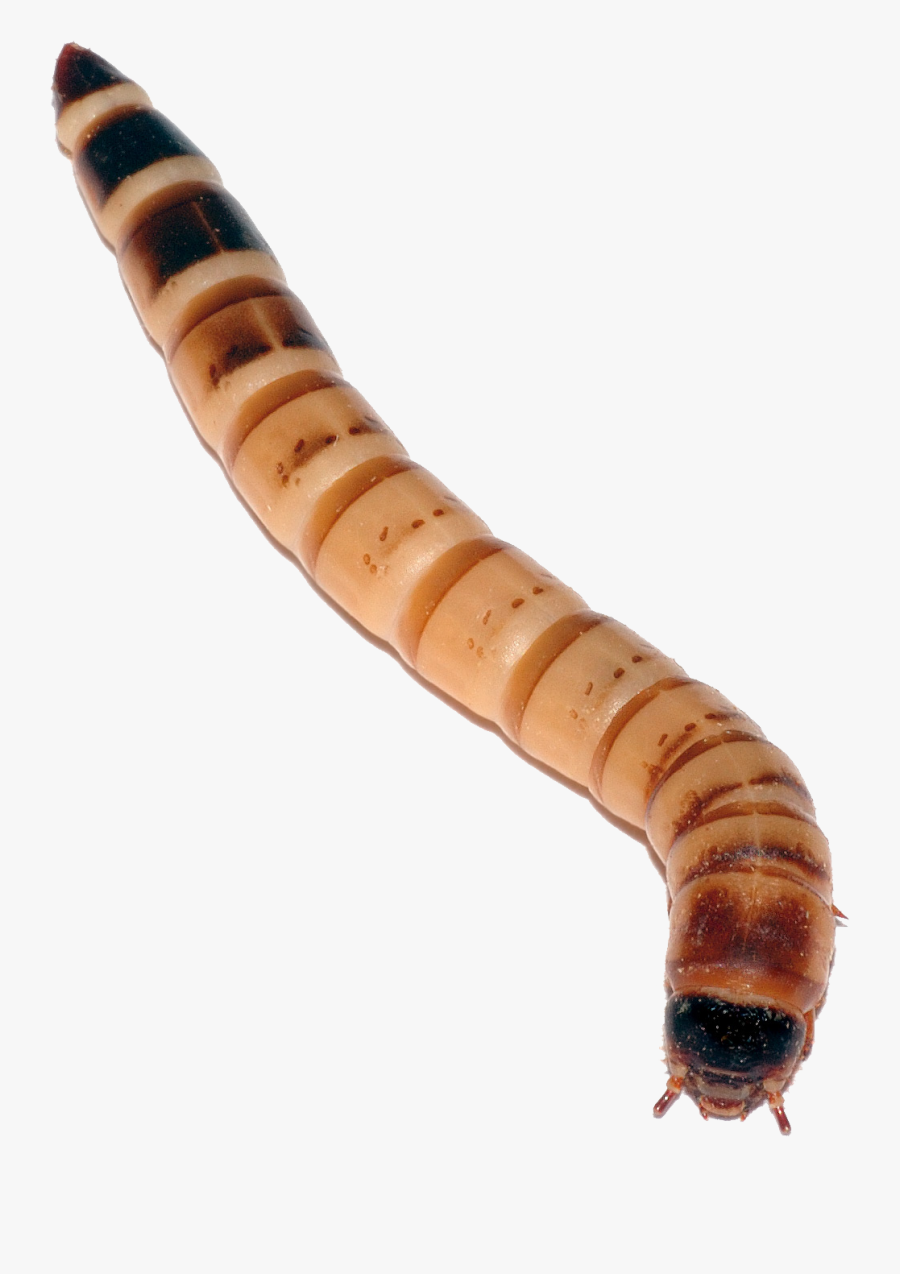Maggot Png - Worms That Bearded Dragons Eat, Transparent Clipart
