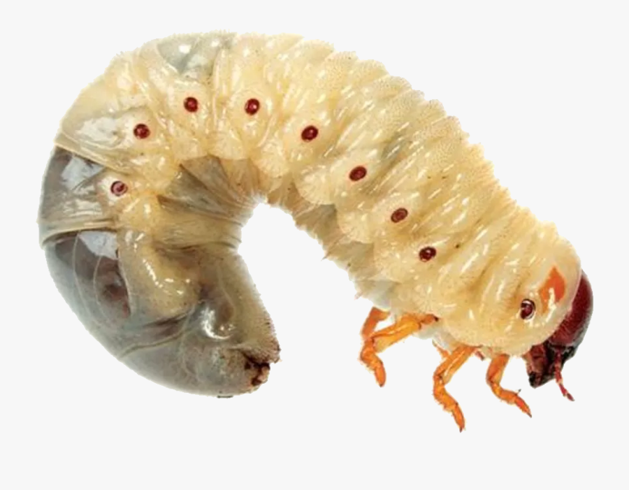 Maggot Png Background - Maggot Png, Transparent Clipart