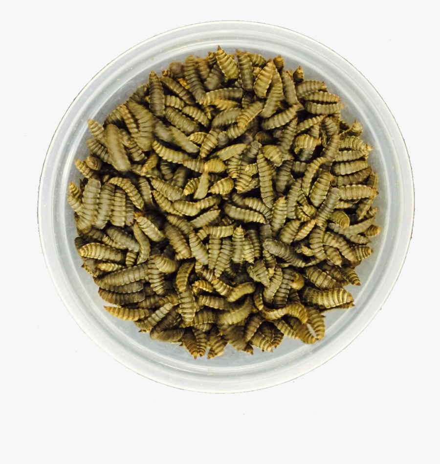 Black Soldier Fly Prepupae - Black Soldier Fly, Transparent Clipart