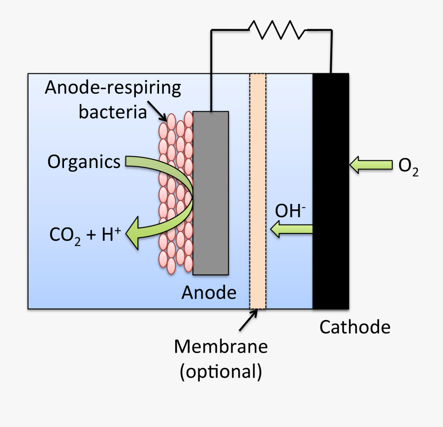 Use Of Bacteria In Sewage Disposal, Transparent Clipart