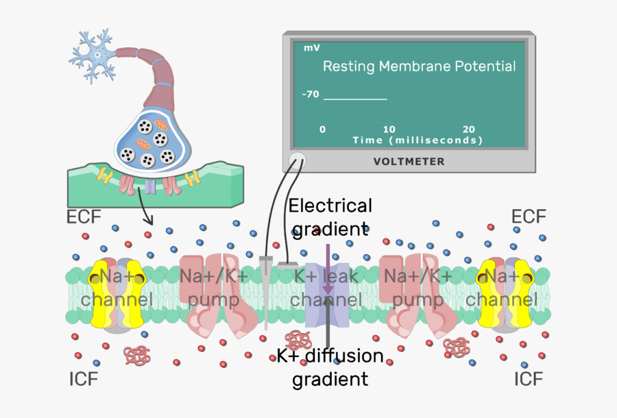 An Image Showing The Stabilizing Action Potential Of - Neuron Potential Na Channels, Transparent Clipart