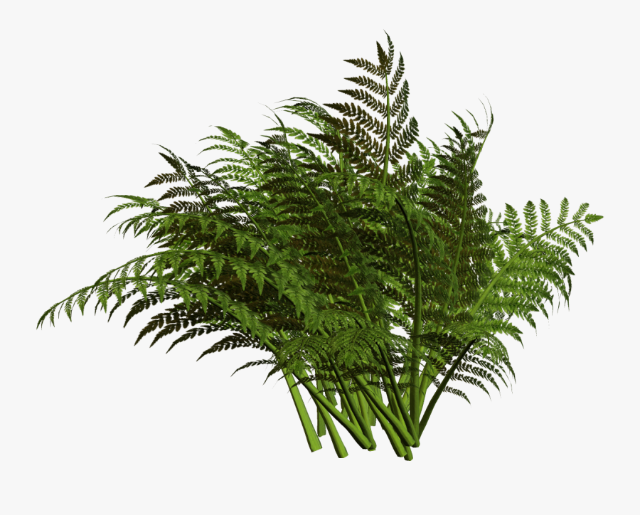 Vector Freeuse Fern Clipart Planter - Fern Png, Transparent Clipart