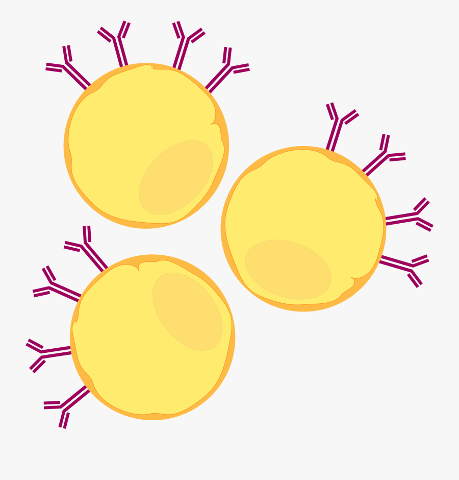 This Cell Line Was Chosen Specifically For Our Assay - Circle, Transparent Clipart