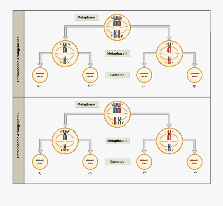 Transparent Metaphase Clipart - Meiosis In A Cell With Two Homologous Pairs, Transparent Clipart