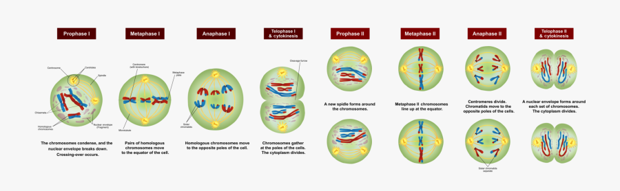 Meiosis Stages, Transparent Clipart