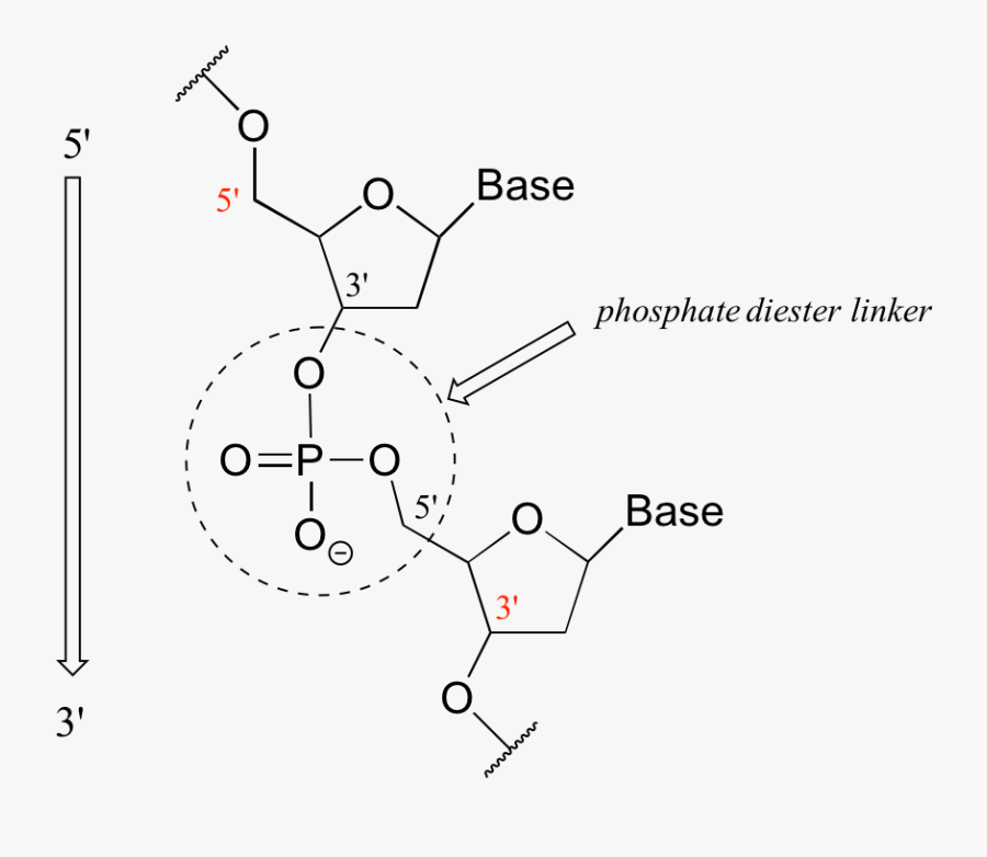 Diagram, Transparent Clipart