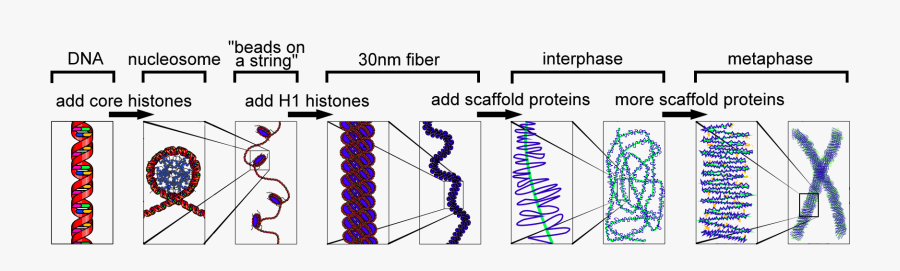 Interval Vector Interphase - Dna Packaging Cell Cycle, Transparent Clipart