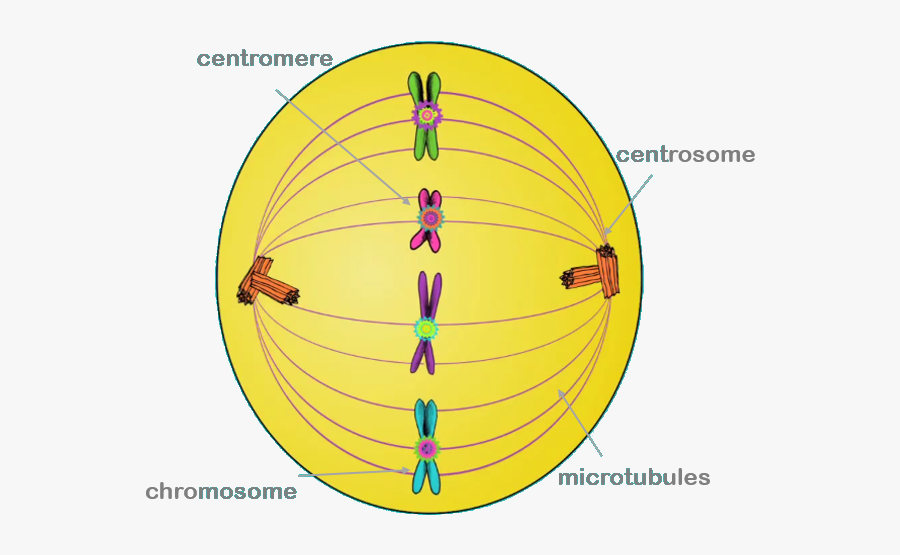 Picture - Centromere Chromosome Centrosome Centriole, Transparent Clipart