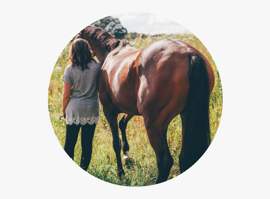 Hair Guard Supplement Packed - Stallion, Transparent Clipart