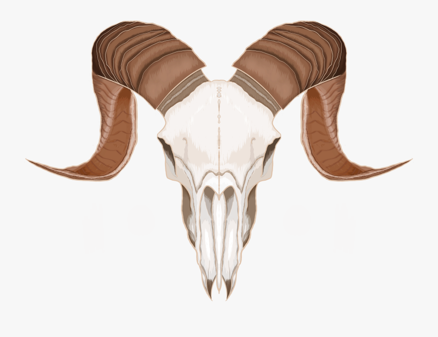 Transparent Animal Skull Png - Transparent Goat Skull Png, Transparent Clipart