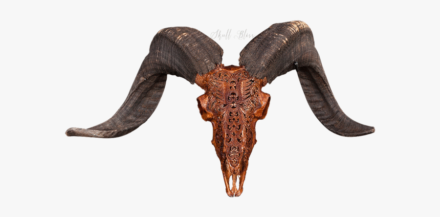 Ram Animal Png - Ram Skull Png, Transparent Clipart
