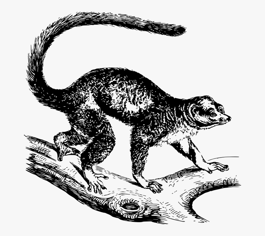 Mongoose Graphic, Transparent Clipart