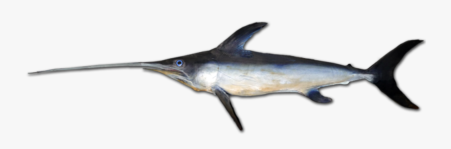 File A Wikimedia Commons - Schwertfisch Italienisch, Transparent Clipart