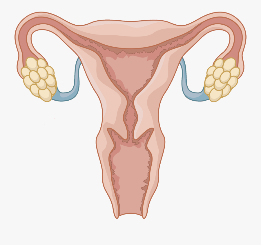 Female Reproductive System Not Labeled, Transparent Clipart