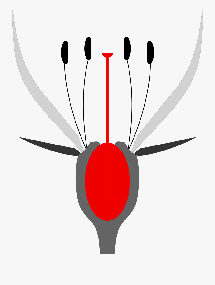 Flower Clipart , Png Download - Hypogynous Epigynous And Perigynous Flowers, Transparent Clipart