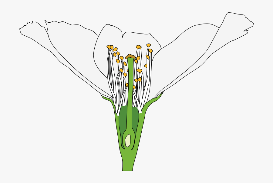 Flowers Cut In Half, Transparent Clipart