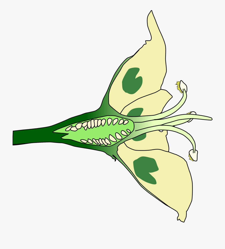 Clip Art Longitudinal Cut - Flower Cut In Half, Transparent Clipart