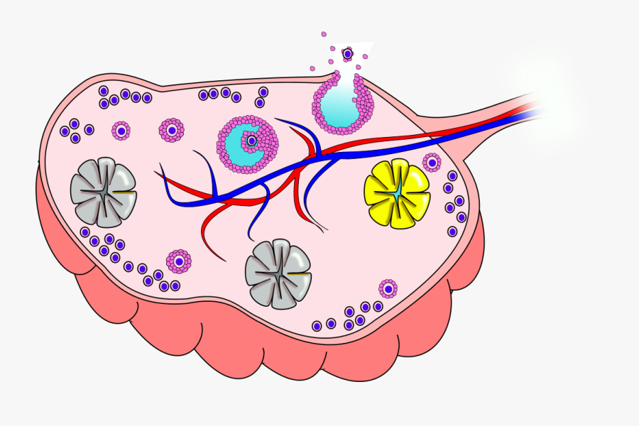 File - Ovary, Transparent Clipart
