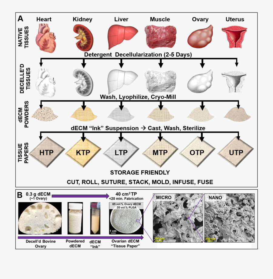 Tissue Decellularized Extracellular Matrix, Transparent Clipart