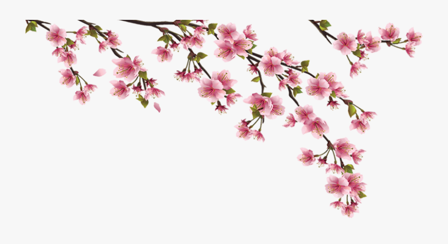 Pink Cherry Blossom Wedding Png, Transparent Clipart