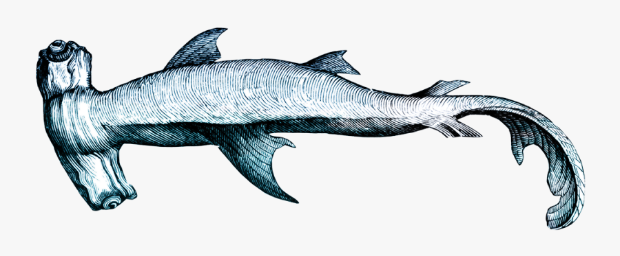 Hawaiian Word Of The Day - Hammerhead Shark Clip Art, Transparent Clipart