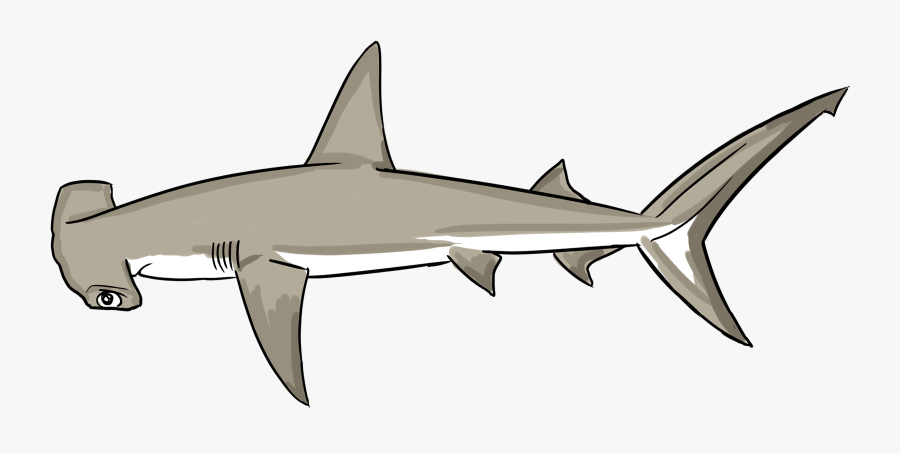 Bronze Hammerhead Shark, Transparent Clipart