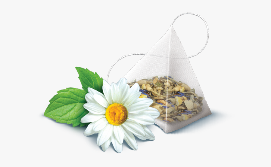 Camomile, Transparent Clipart