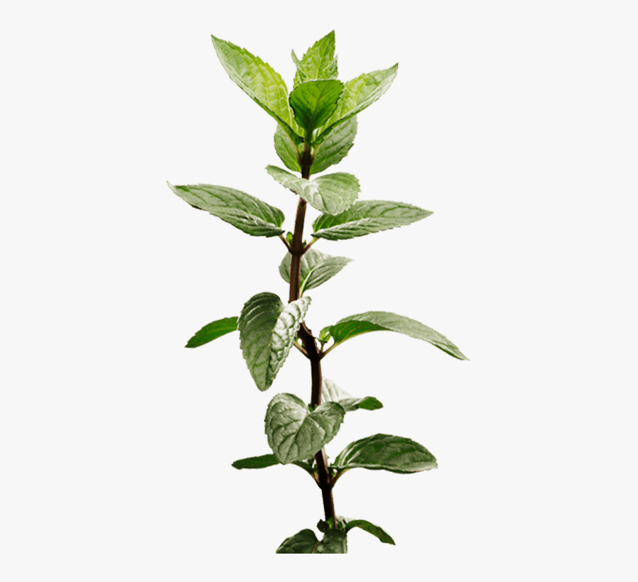 Peppermint Plant Image - Peppermint Plant, Transparent Clipart