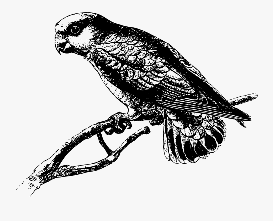 Pygmy Parrot - Parrot, Transparent Clipart