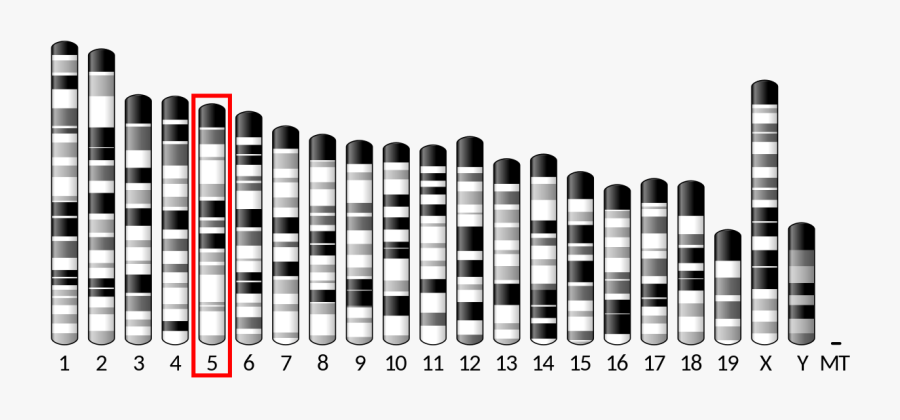 Transparent Diablo 2 Png - Gen Pfkm, Transparent Clipart