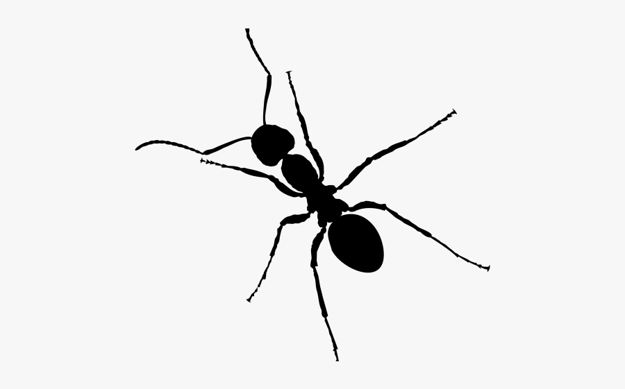 Clipart Transparent Background Ant, Transparent Clipart