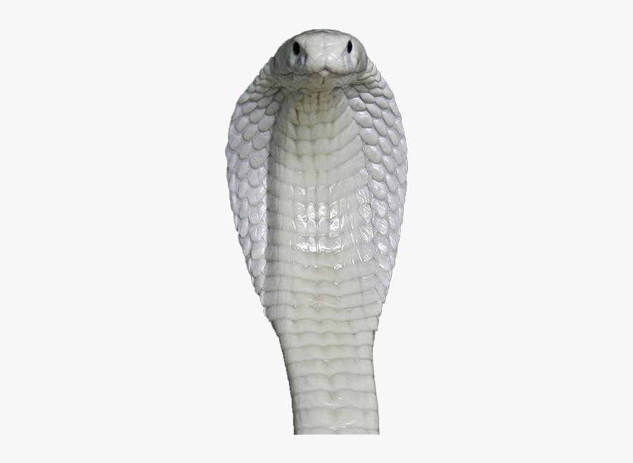 King Cobra,scaled Reptile,mamba,black Mamba - King Cobra Snake Png, Transparent Clipart