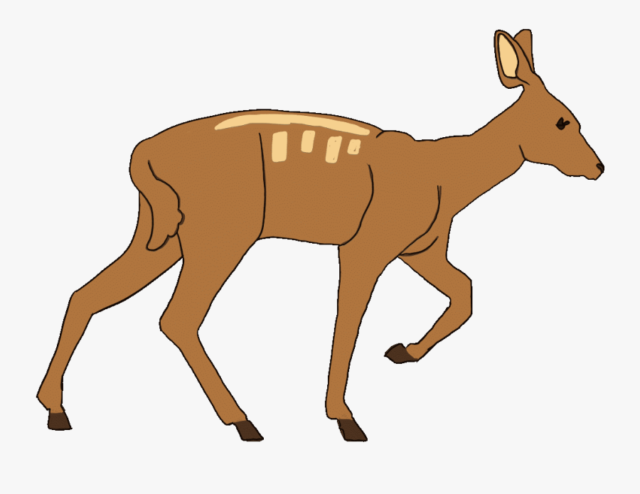 Royalty-free Clipart , Png Download - Kangaroo, Transparent Clipart
