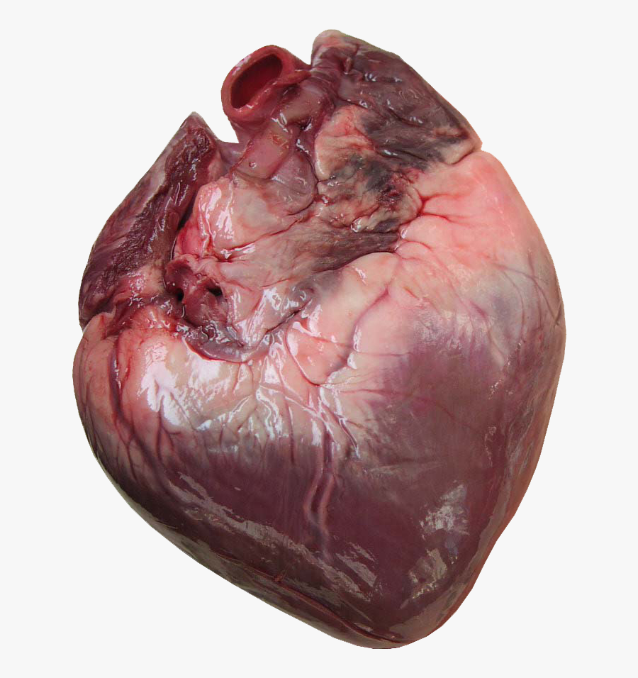 Does Human Heart Look Like, Transparent Clipart