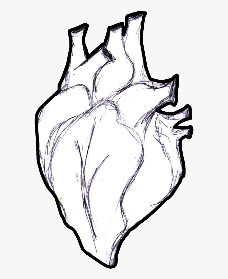 Real At Getdrawings Com - Heart Anatomical Png Sketch, Transparent Clipart