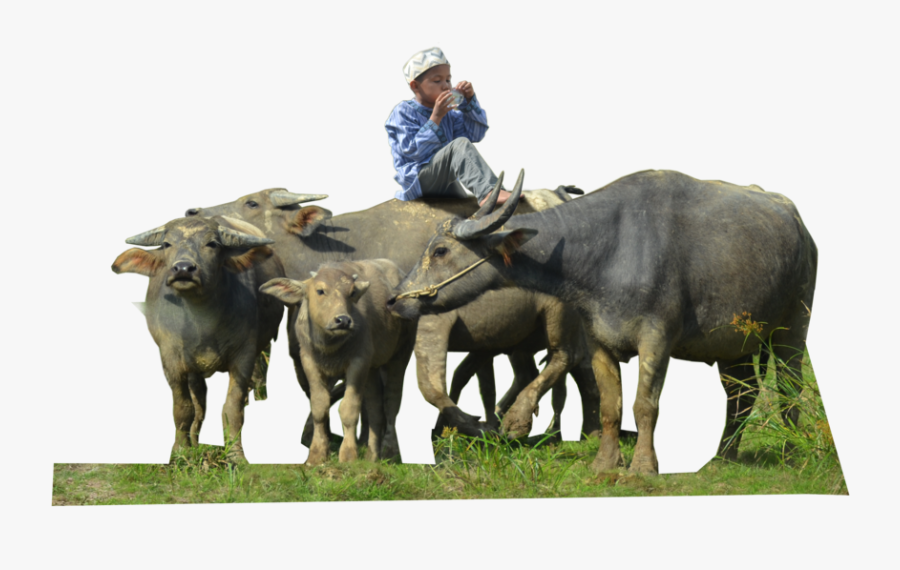 Water Buffalo Png Free Download - Herd Of Buffalo Png, Transparent Clipart