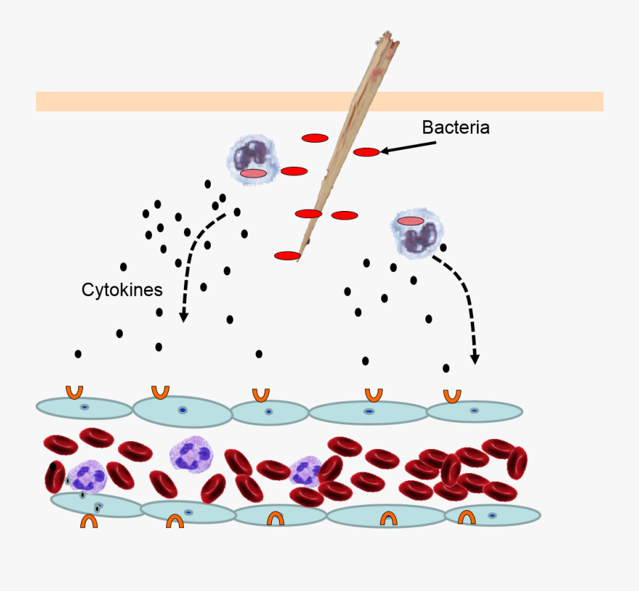 Infant Clipart Innate - Cytokine Barrier Of Innate Immunity, Transparent Clipart