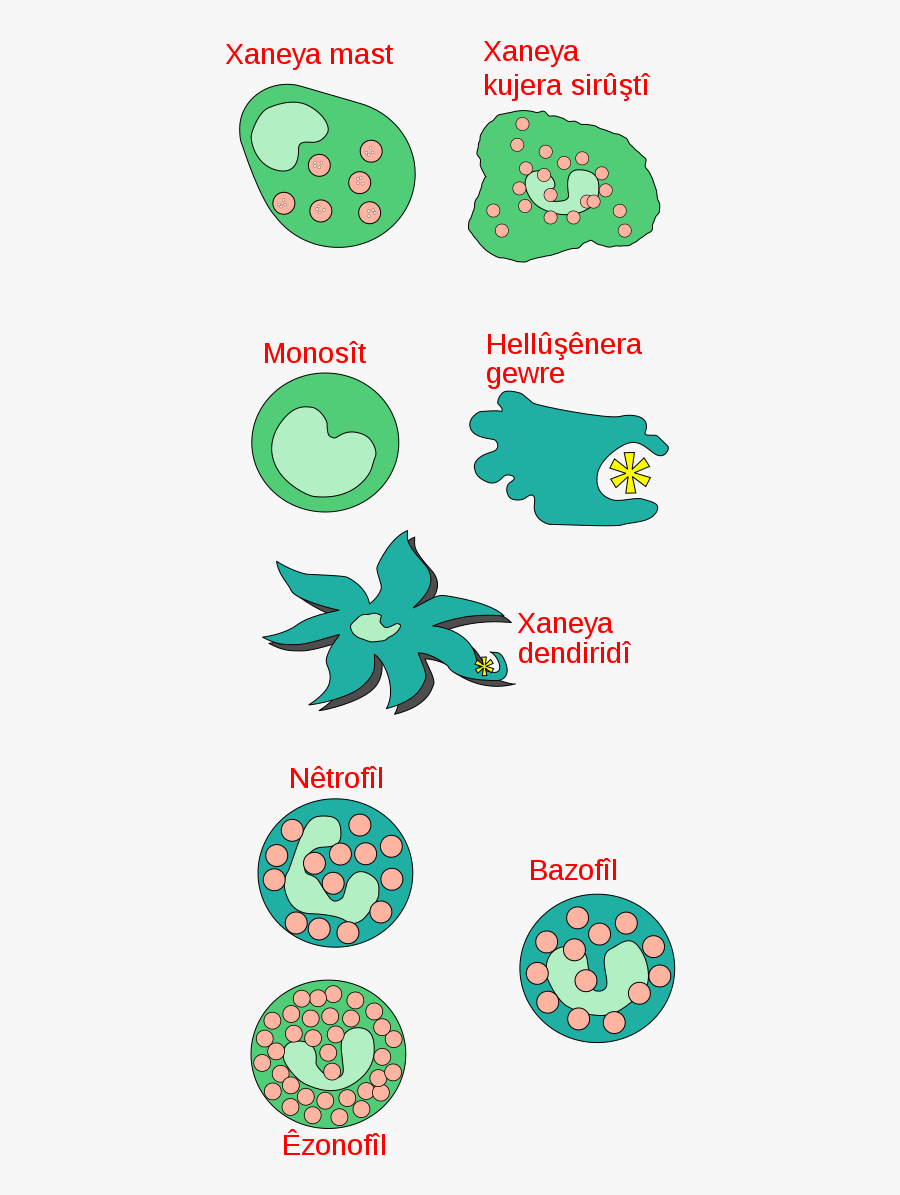 Innate Immune Cells Ku - Innate Immune Cells, Transparent Clipart