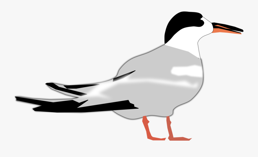 Tern,european Herring Gull,gull - Arctic Tern, Transparent Clipart