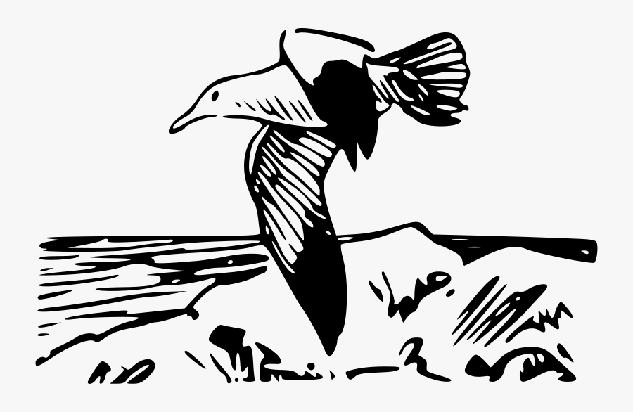 Herring Gull 4 - Coloring Pages Of Birds, Transparent Clipart