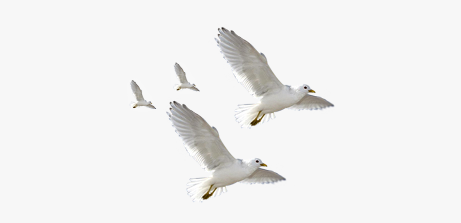 European Herring Gull Common Gull Flight Bird - European Herring Gull, Transparent Clipart