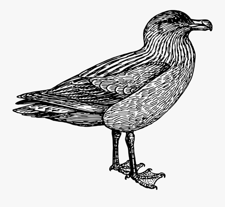 European Herring Gull,wildlife,monochrome - Perching Bird, Transparent Clipart