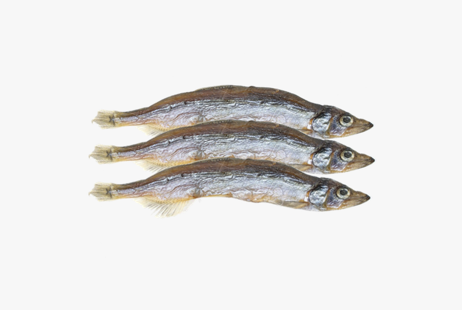 Clip Art Pacific Saury Capelin Herring - Anchovy Png, Transparent Clipart