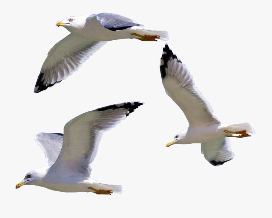 Bird European Herring Gull Gulls - Seagull Png, Transparent Clipart