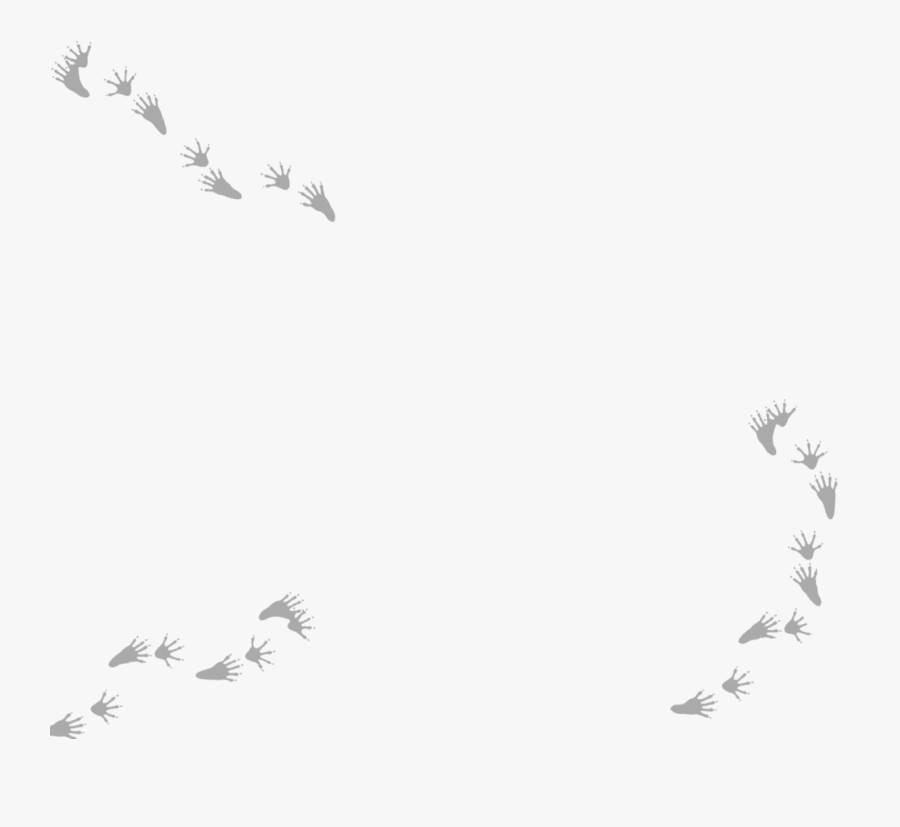 Transparent Racoon Tracks - Illustration, Transparent Clipart