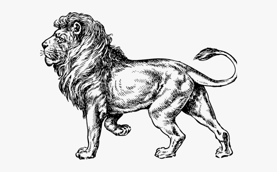 Lion Drawing Png, Transparent Clipart