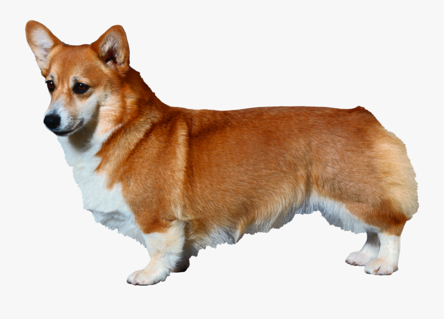Transparent Corgi Dog Clipart - Parts Of A Corgi, Transparent Clipart
