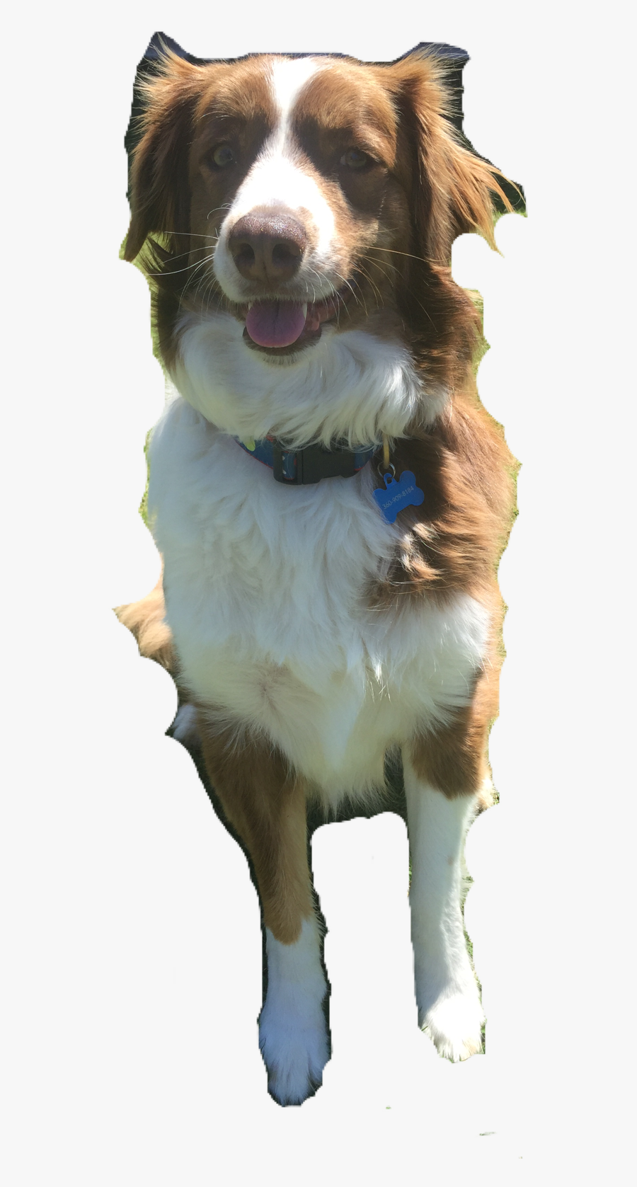 Corgi Silhouette Clip Art, Transparent Clipart