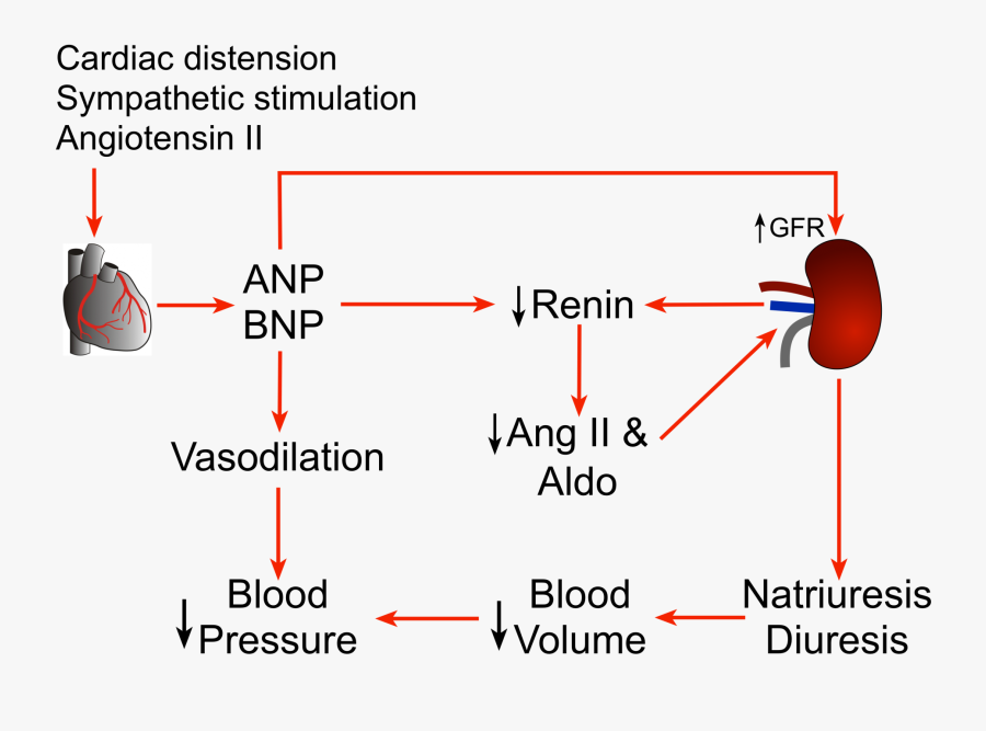 Clip Art Cv Physiology Atrial And - Baroreceptors Stimulation Of Adh, Transparent Clipart