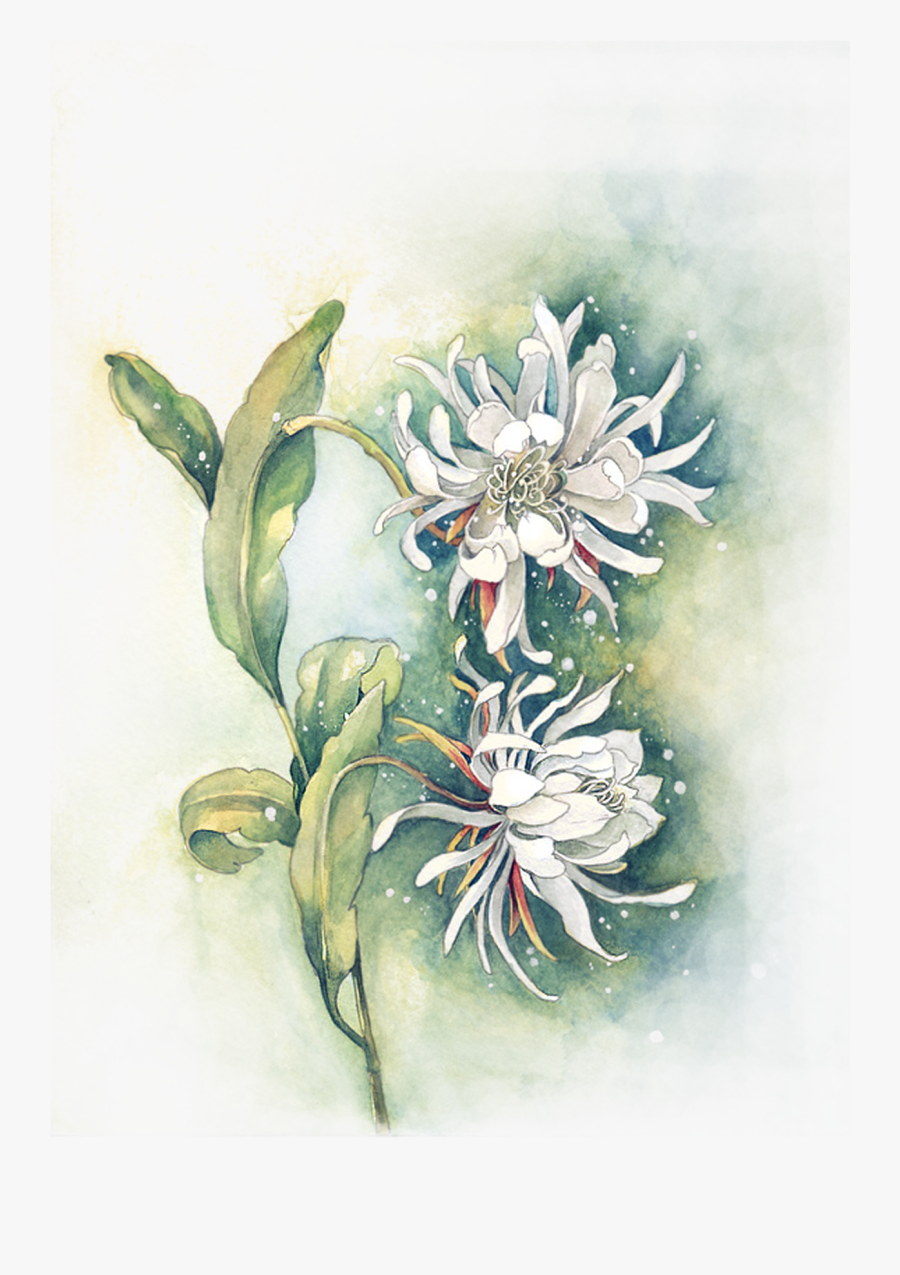 Clipart Royalty Free Edelweiss Drawing Watercolor , - Edelweiss Watercolor, Transparent Clipart